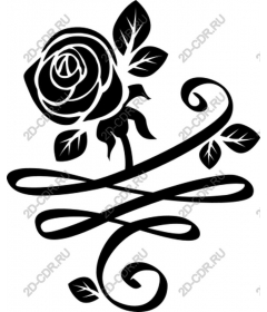  Elegant rose