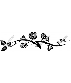  Elegant black rose.