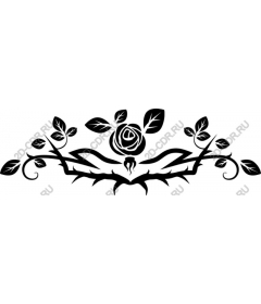  Elegant picture of the black rose