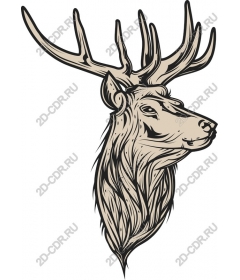 Majestic deer head