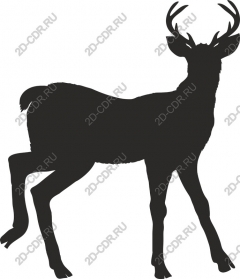 The majestic deer