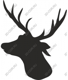 Majestic deer head