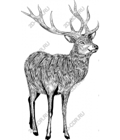 The majestic deer