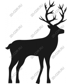 The majestic deer