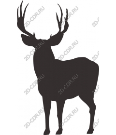 The majestic deer