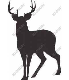 The majestic deer