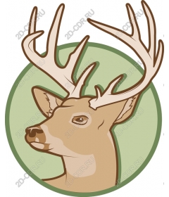 The majestic deer