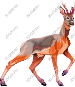  Deer