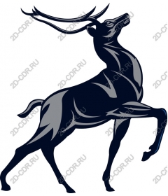The majestic deer