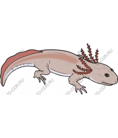  Adorable axolotl