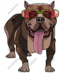 Stylish dog with glasses