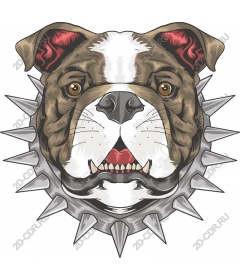 Head ferocious bulldog with spiked collar