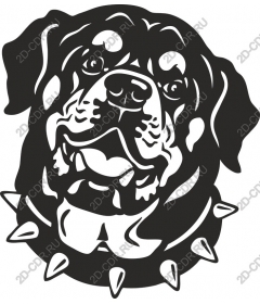  Rottweiler with studded collar