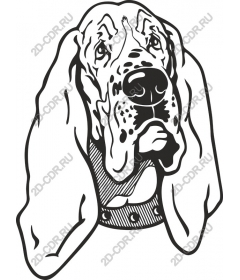 Basset hound