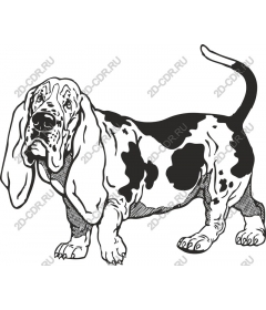  Adorable Basset hound