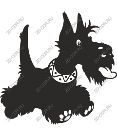  Adorable Scottish Terrier