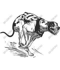 Dynamic Greyhound racing
