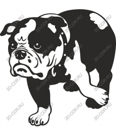  Adorable bulldog