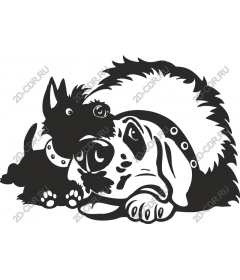 Playful companion dogs