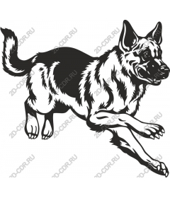  German shepherd - Dynamic dog