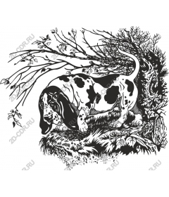 Basset hound in nature