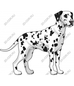 Dalmatian delight