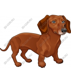  Dachshund Delight