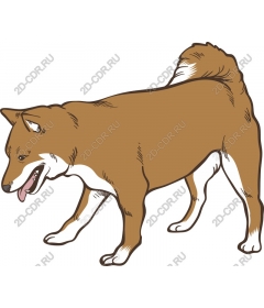  Shiba inu