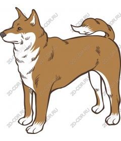  Charming dog