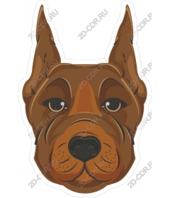 Doberman Pinscher