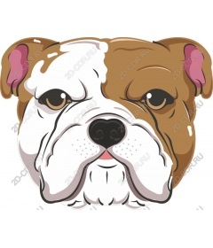  Adorable face of a bulldog