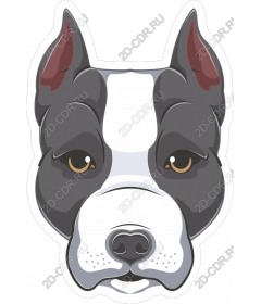  The face of a bull Terrier
