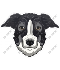 Head border collie