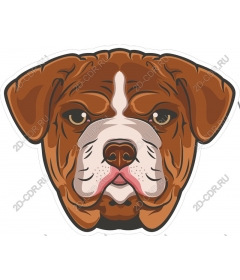  Dog breed boxer