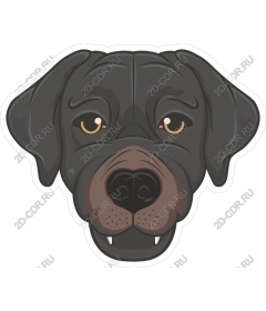  Charming black dog