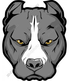 Head pit bull