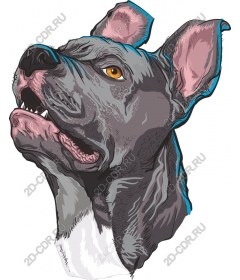 Head of a ferocious dog