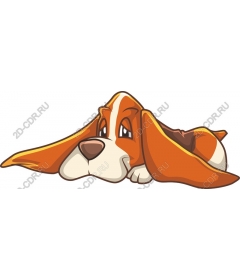 The Basset hound is a playful dog