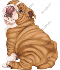  Adorable bulldog