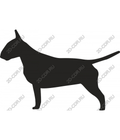 Bull Terrier