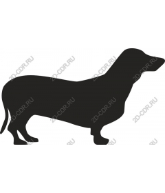  Dachshund