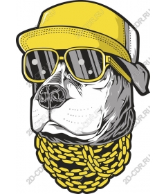  Stylish, urban dog in sunglasses and a gold chain