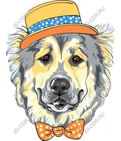  Adorable dog in hat and bow tie