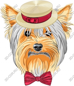  Adorable Yorkshire Terrier