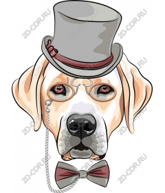  Dapper dog
