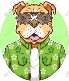Stylish bulldog in sunglasses and floral shirt