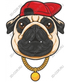  Stylish pug