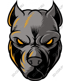 Head of a ferocious Pitbull
