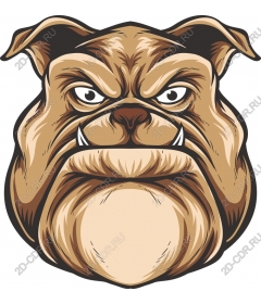  Ferocious bulldog