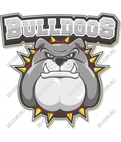  Ferocious bulldog